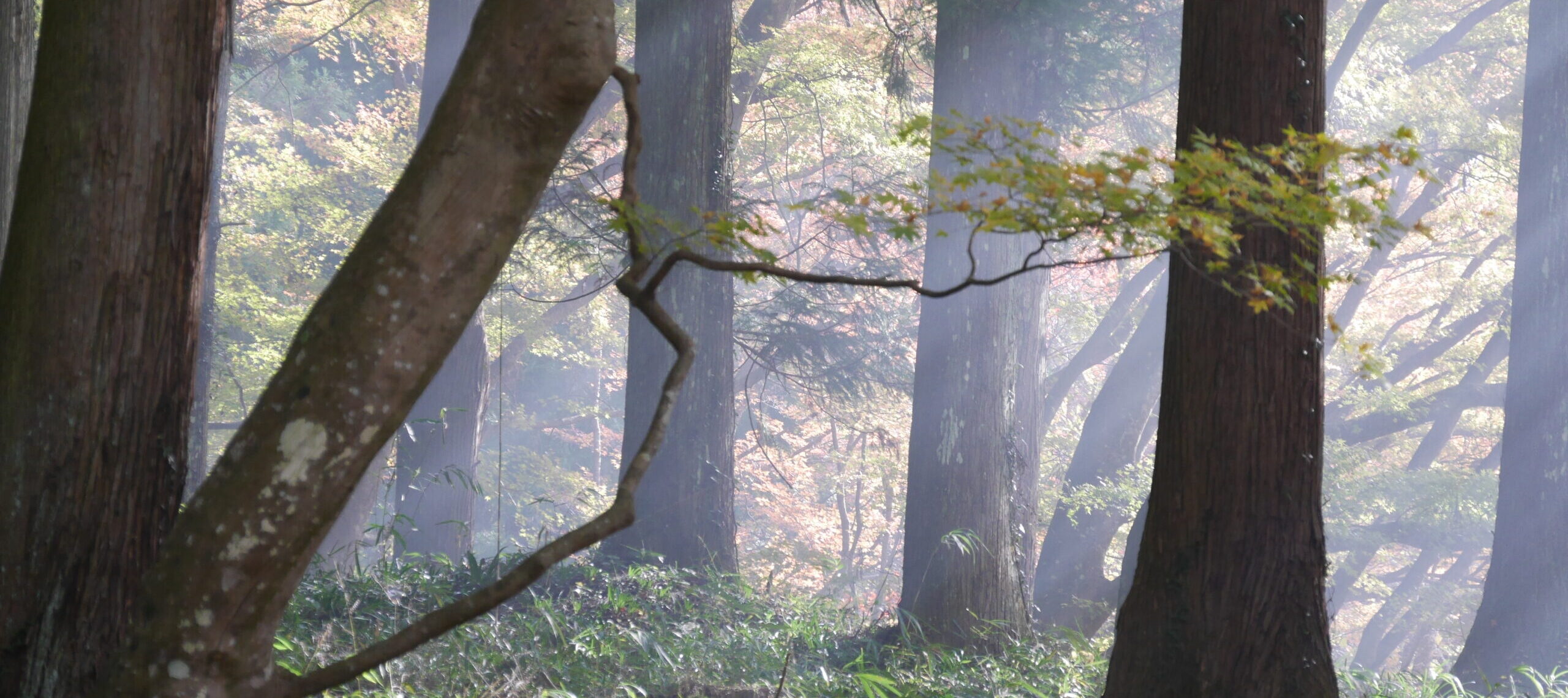 佐々木勝敏建築設計事務所 ／ 愛知県を拠点とする設計事務所 建築家